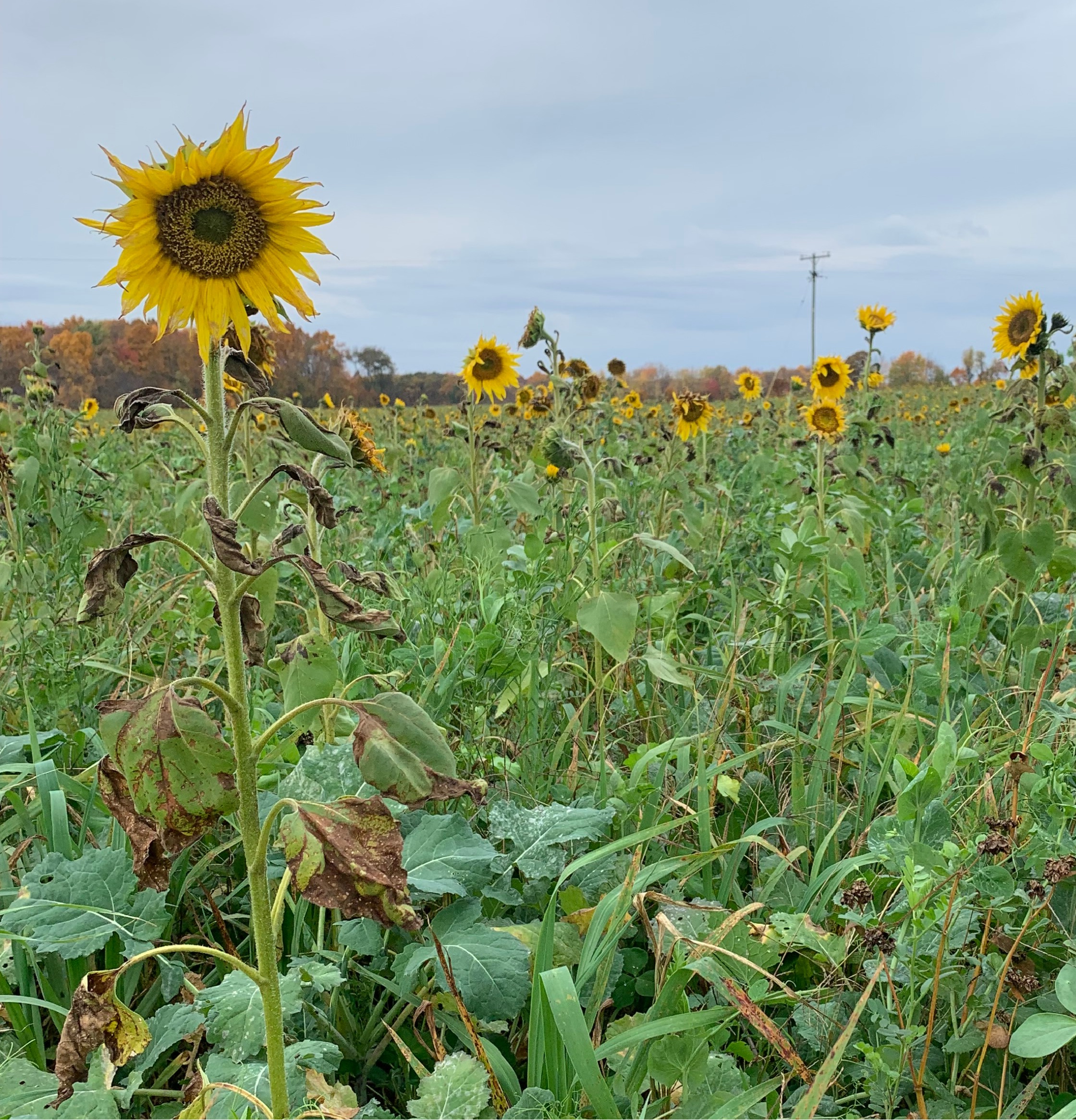 Sunflowers growing in a field.